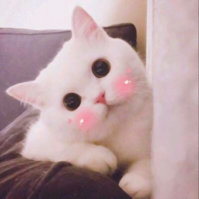 萌化啦！超可爱猫咪头像大全 动物头像 第8张