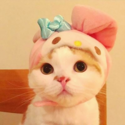 萌化啦！超可爱猫咪头像大全 动物头像 第9张