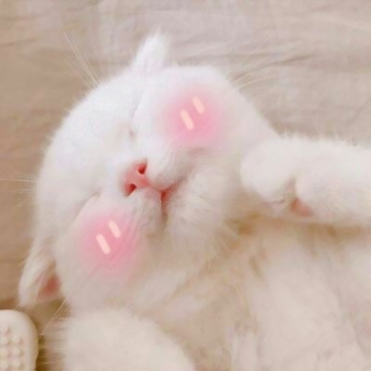 萌化啦！超可爱猫咪头像大全 动物头像 第5张