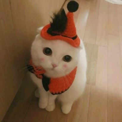萌化啦！超可爱猫咪头像大全 动物头像 第12张