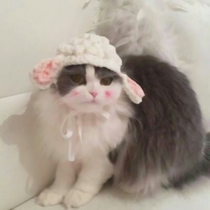 萌化啦！超可爱猫咪头像大全 动物头像 第11张