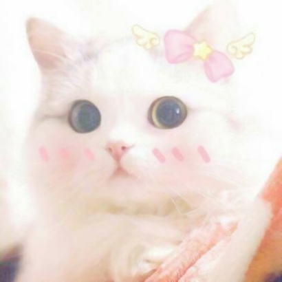 萌化啦！超可爱猫咪头像大全 动物头像 第20张