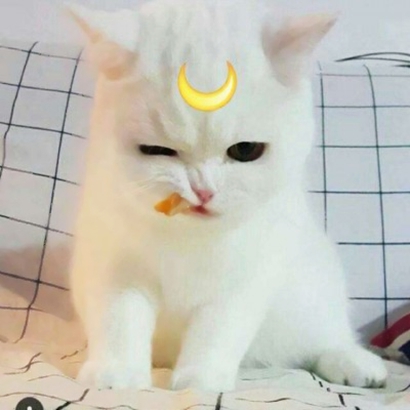 萌化啦！超可爱猫咪头像大全 动物头像 第21张