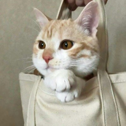 萌化啦！超可爱猫咪头像大全 动物头像 第15张
