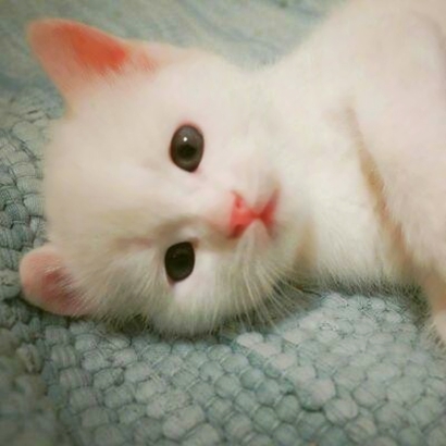 萌化啦！超可爱猫咪头像大全 动物头像 第4张