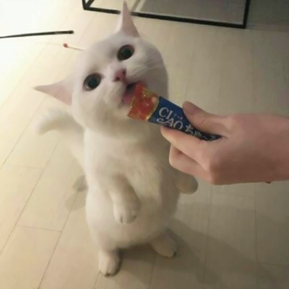 萌化啦！超可爱猫咪头像大全 动物头像 第7张