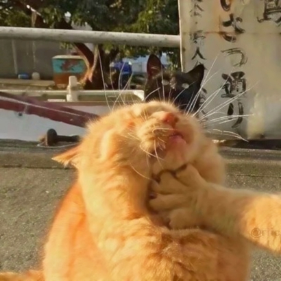 免费存!超可爱猫咪情侣头像大全|软fufu猫咪形象,甜到心坎里 情侣头像 第4张 免费存!超可爱猫咪情侣头像大全|软fufu猫咪形象,甜到心坎里 情侣头像 第4张