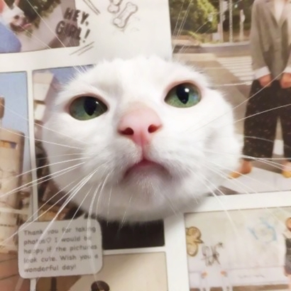 萌萌哒情侣猫猫头像大全|可爱猫咪CP款 情侣头像 第7张 萌萌哒情侣猫猫头像大全|可爱猫咪CP款 情侣头像 第7张