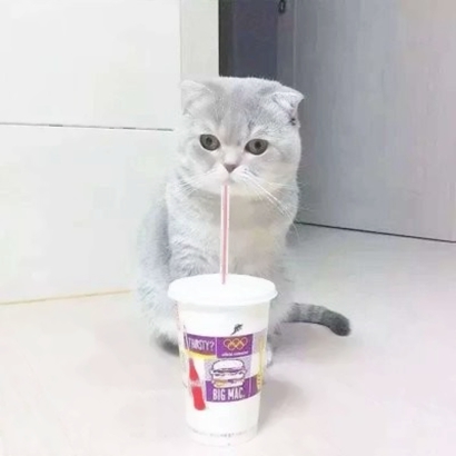 萌萌哒情侣猫猫头像大全|可爱猫咪CP款 情侣头像 第12张 萌萌哒情侣猫猫头像大全|可爱猫咪CP款 情侣头像 第12张
