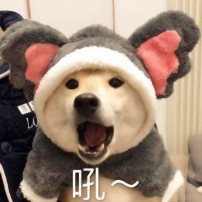 超萌二货狗狗头像图片:傻气满满又治愈 动物头像 第1张 超萌二货狗狗头像图片:傻气满满又治愈 动物头像 第1张
