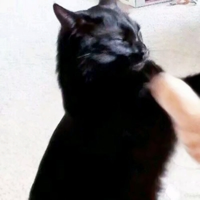 萌萌哒情侣猫猫头像大全|可爱猫咪CP款 情侣头像 第3张 萌萌哒情侣猫猫头像大全|可爱猫咪CP款 情侣头像 第3张