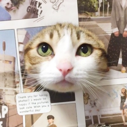 萌萌哒情侣猫猫头像大全|可爱猫咪CP款 情侣头像 第8张 萌萌哒情侣猫猫头像大全|可爱猫咪CP款 情侣头像 第8张