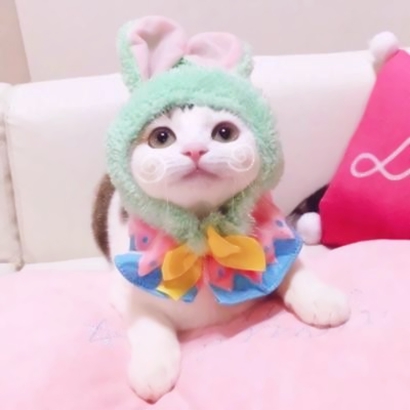 萌萌哒情侣猫猫头像大全|可爱猫咪CP款 情侣头像 第13张 萌萌哒情侣猫猫头像大全|可爱猫咪CP款 情侣头像 第13张