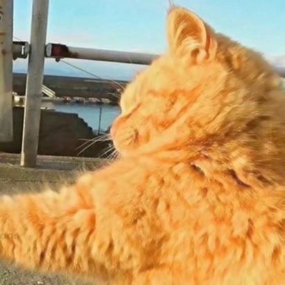 免费存!超可爱猫咪情侣头像大全|软fufu猫咪形象,甜到心坎里 情侣头像 第3张 免费存!超可爱猫咪情侣头像大全|软fufu猫咪形象,甜到心坎里 情侣头像 第3张