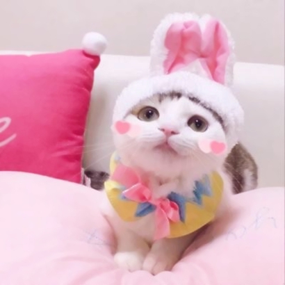 萌萌哒情侣猫猫头像大全|可爱猫咪CP款 情侣头像 第14张 萌萌哒情侣猫猫头像大全|可爱猫咪CP款 情侣头像 第14张