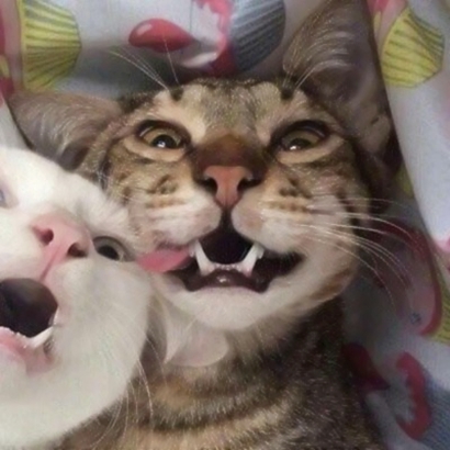 免费存!超可爱猫咪情侣头像大全|软fufu猫咪形象,甜到心坎里 情侣头像 第8张 免费存!超可爱猫咪情侣头像大全|软fufu猫咪形象,甜到心坎里 情侣头像 第8张