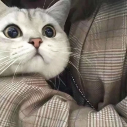 萌萌哒情侣猫猫头像大全|可爱猫咪CP款 情侣头像 第6张 萌萌哒情侣猫猫头像大全|可爱猫咪CP款 情侣头像 第6张