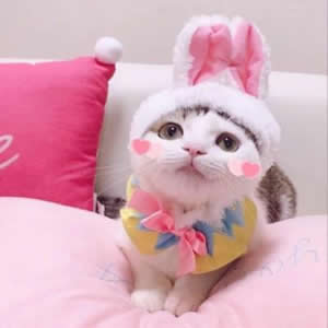 超萌可爱动物情侣头像合集:猫咪狗狗CP款,甜蜜又治愈! 情侣头像 第12张 超萌可爱动物情侣头像合集:猫咪狗狗CP款,甜蜜又治愈! 情侣头像 第12张