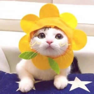 超萌可爱动物情侣头像合集:猫咪狗狗CP款,甜蜜又治愈! 情侣头像 第8张 超萌可爱动物情侣头像合集:猫咪狗狗CP款,甜蜜又治愈! 情侣头像 第8张