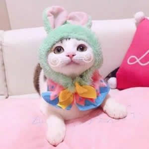 超萌可爱动物情侣头像合集:猫咪狗狗CP款,甜蜜又治愈! 情侣头像 第11张 超萌可爱动物情侣头像合集:猫咪狗狗CP款,甜蜜又治愈! 情侣头像 第11张