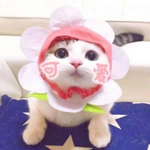 超萌可爱动物情侣头像合集:猫咪狗狗CP款,甜蜜又治愈! 情侣头像 第7张 超萌可爱动物情侣头像合集:猫咪狗狗CP款,甜蜜又治愈! 情侣头像 第7张