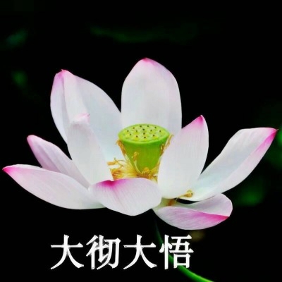 荷花带字佛系头像图片大全:禅意满满 其它头像 第5张 荷花带字佛系头像图片大全:禅意满满 其它头像 第5张