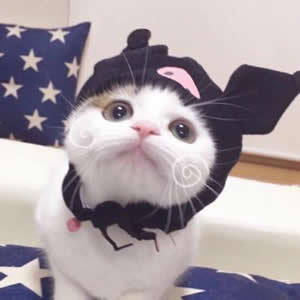 超萌可爱动物情侣头像合集:猫咪狗狗CP款,甜蜜又治愈! 情侣头像 第4张 超萌可爱动物情侣头像合集:猫咪狗狗CP款,甜蜜又治愈! 情侣头像 第4张