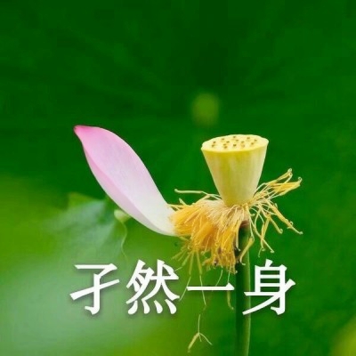 荷花带字佛系头像图片大全:禅意满满 其它头像 第7张 荷花带字佛系头像图片大全:禅意满满 其它头像 第7张
