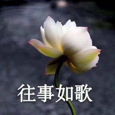 荷花带字佛系头像图片大全:禅意满满