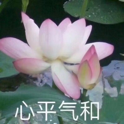 荷花带字佛系头像图片大全:禅意满满 其它头像 第6张 荷花带字佛系头像图片大全:禅意满满 其它头像 第6张
