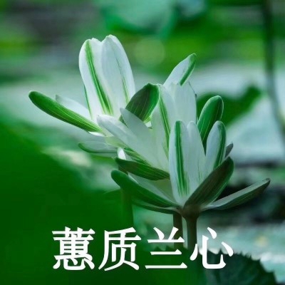 荷花带字佛系头像图片大全:禅意满满 其它头像 第4张 荷花带字佛系头像图片大全:禅意满满 其它头像 第4张