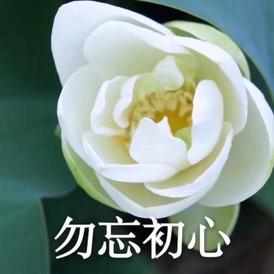 荷花带字佛系头像图片大全:禅意满满 其它头像 第9张 荷花带字佛系头像图片大全:禅意满满 其它头像 第9张