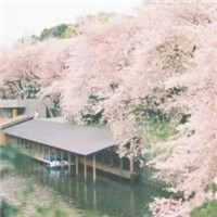 春日樱花唯美头像图片大全 仙气浪漫樱花 风景头像 第18张 春日樱花唯美头像图片大全 仙气浪漫樱花 风景头像 第18张
