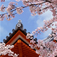 春日樱花唯美头像图片大全 仙气浪漫樱花 风景头像 第22张 春日樱花唯美头像图片大全 仙气浪漫樱花 风景头像 第22张