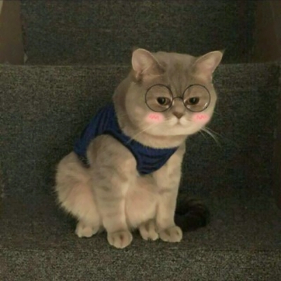 两个猫咪情侣头像一左一右合集|可爱成对猫猫头像大全 情侣头像 第17张 两个猫咪情侣头像一左一右合集|可爱成对猫猫头像大全 情侣头像 第17张