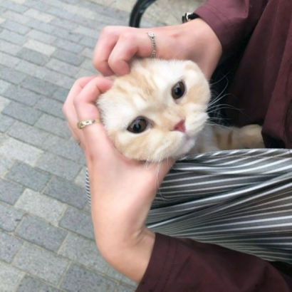 两个猫咪情侣头像一左一右合集|可爱成对猫猫头像大全 情侣头像 第14张 两个猫咪情侣头像一左一右合集|可爱成对猫猫头像大全 情侣头像 第14张