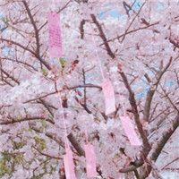 春日樱花唯美头像图片大全 仙气浪漫樱花 风景头像 第20张 春日樱花唯美头像图片大全 仙气浪漫樱花 风景头像 第20张