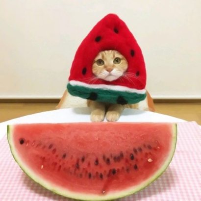 两个猫咪情侣头像一左一右合集|可爱成对猫猫头像大全 情侣头像 第6张 两个猫咪情侣头像一左一右合集|可爱成对猫猫头像大全 情侣头像 第6张