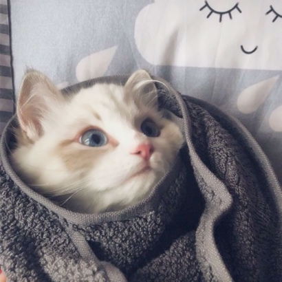 喵星人情侣头像一对两张 可爱猫咪情侣 情侣头像 第22张 喵星人情侣头像一对两张 可爱猫咪情侣 情侣头像 第22张