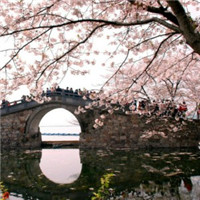春日樱花唯美头像图片大全 仙气浪漫樱花 风景头像 第17张 春日樱花唯美头像图片大全 仙气浪漫樱花 风景头像 第17张