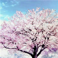 春日樱花唯美头像图片大全 仙气浪漫樱花 风景头像 第2张 春日樱花唯美头像图片大全 仙气浪漫樱花 风景头像 第2张
