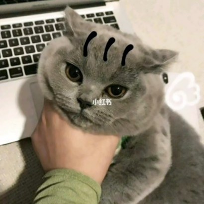 两个猫咪情侣头像一左一右合集|可爱成对猫猫头像大全 情侣头像 第16张 两个猫咪情侣头像一左一右合集|可爱成对猫猫头像大全 情侣头像 第16张