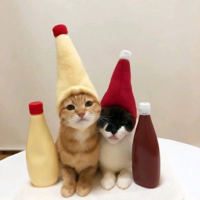 两个猫咪情侣头像一左一右合集|可爱成对猫猫头像大全 情侣头像 第4张 两个猫咪情侣头像一左一右合集|可爱成对猫猫头像大全 情侣头像 第4张