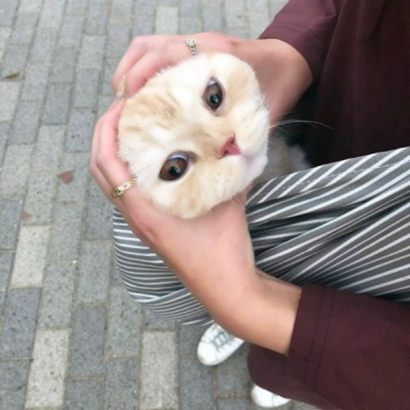 两个猫咪情侣头像一左一右合集|可爱成对猫猫头像大全 情侣头像 第13张 两个猫咪情侣头像一左一右合集|可爱成对猫猫头像大全 情侣头像 第13张