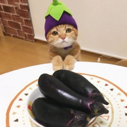 两个猫咪情侣头像一左一右合集|可爱成对猫猫头像大全 情侣头像 第7张 两个猫咪情侣头像一左一右合集|可爱成对猫猫头像大全 情侣头像 第7张