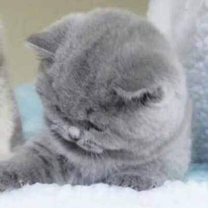 猫情侣头像两张一对合集|可爱猫咪情头一左一右 情侣头像 第11张 猫情侣头像两张一对合集|可爱猫咪情头一左一右 情侣头像 第11张