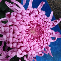 菊花头像图片大全唯美 其它头像 第5张 菊花头像图片大全唯美 其它头像 第5张