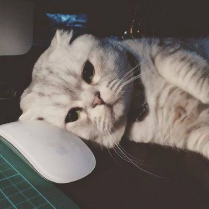 呆萌猫咪qq头像合集 软萌小众治愈系 动物头像 第28张 呆萌猫咪qq头像合集 软萌小众治愈系 动物头像 第28张