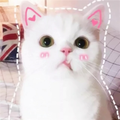 呆萌可爱小猫头像|高清软萌猫咪头像图片大全 动物头像 第4张 呆萌可爱小猫头像|高清软萌猫咪头像图片大全 动物头像 第4张