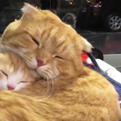 猫咪情侣头像抖音一人一张，爱猫情侣党必备 情侣头像 第6张